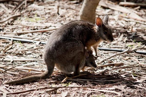 Sydney's Leading Rodent Control Experts