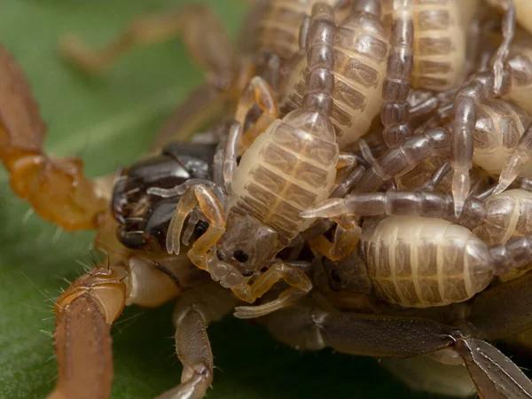 Navigating Termite Control Services in Sydney: What to Look For