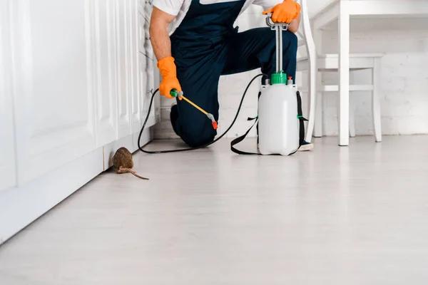 The Essential Steps to Rodent Pest Control in Sydney: Your Complete Guide